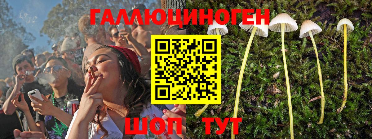Моздок  Псилоцибиновые грибы MAGIC MUSHROOMS  Вход с VPN 